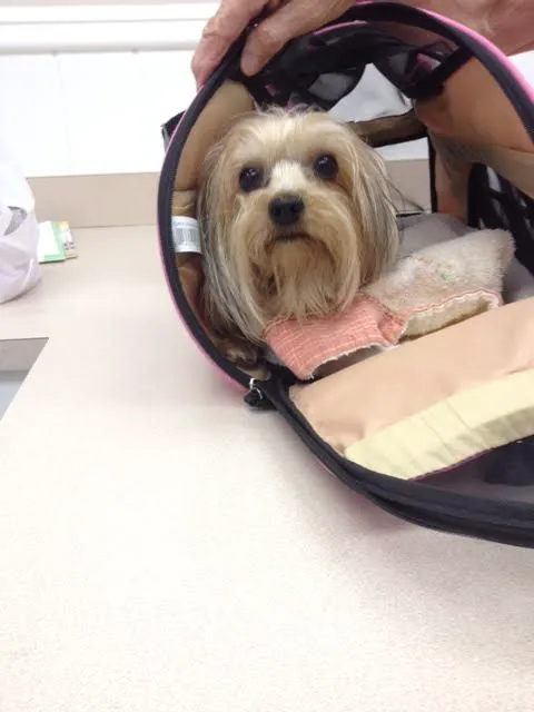 Taylor Animal Hospital 9