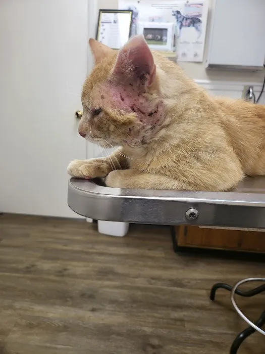 Taylor Animal Hospital 1