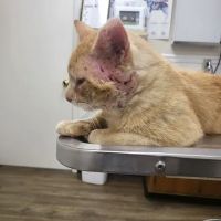 Taylor Animal Hospital ico