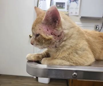 Taylor Animal Hospital
