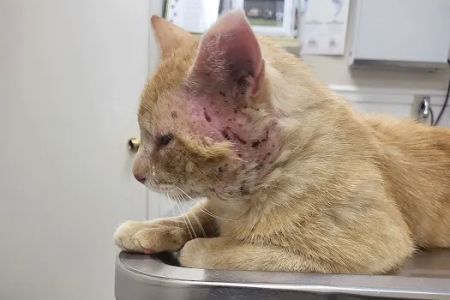 Taylor Animal Hospital
