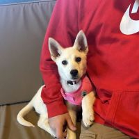 Animal Medical Center ico