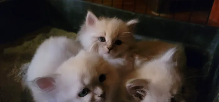 Serenova Cattery 12
