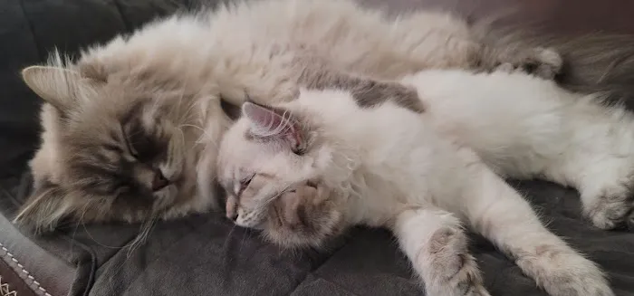 Serenova Cattery 12