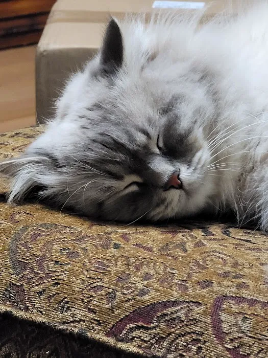 Serenova Cattery 12