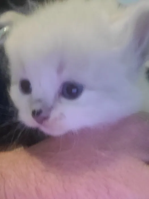 Serenova Cattery 12