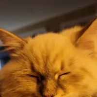 Serenova Cattery ico