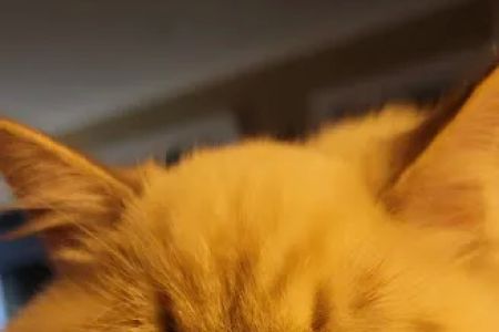 Serenova Cattery