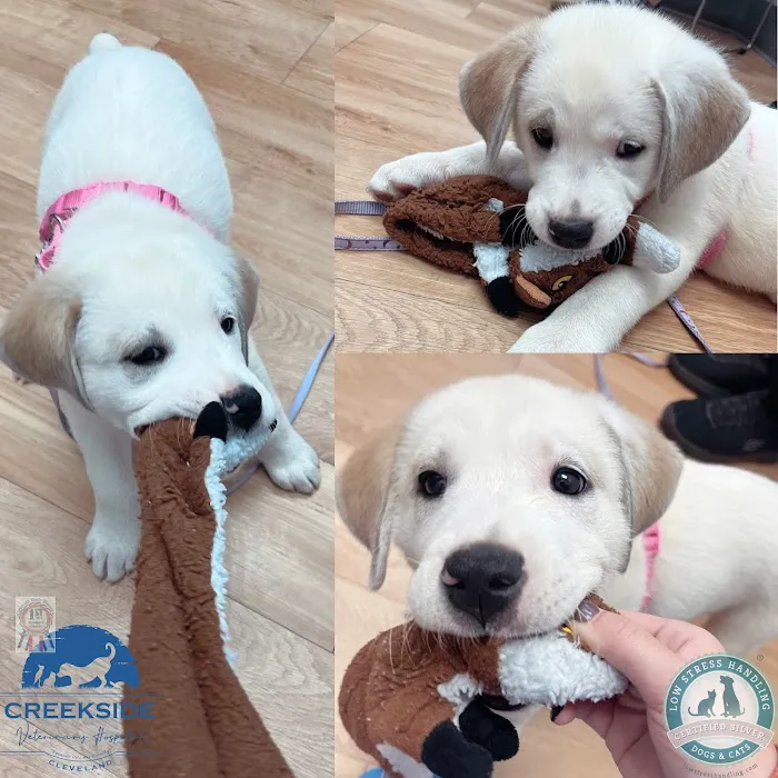 Creekside Veterinary Hospital 6