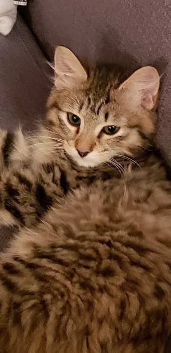 Cherokee Mountain Bobtails 3