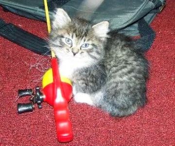 Cherokee Mountain Bobtails
