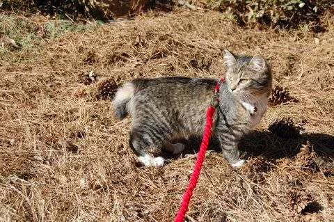 Cherokee Mountain Bobtails 2