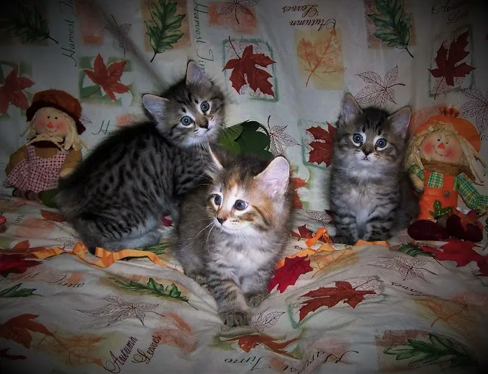 Cherokee Mountain Bobtails 8