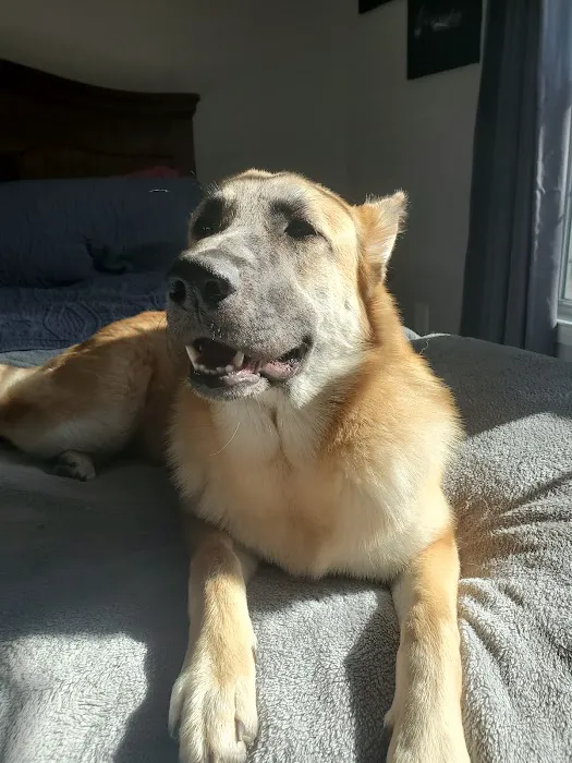 Mount Berry Animal Hospital 4