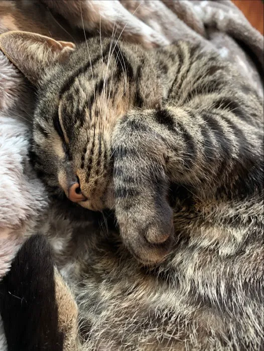 Mount Berry Animal Hospital 6