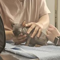 Carpenter-Pope Veterinary Hospital ico