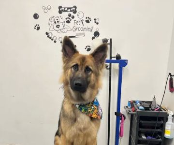 Abbey Animal Hospital