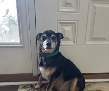 CityVet | Virginia Beach