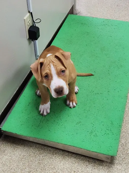 Indian River Veterinary Hospital 4