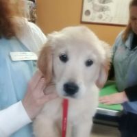 Indian River Veterinary Hospital ico