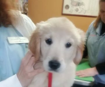 Indian River Veterinary Hospital