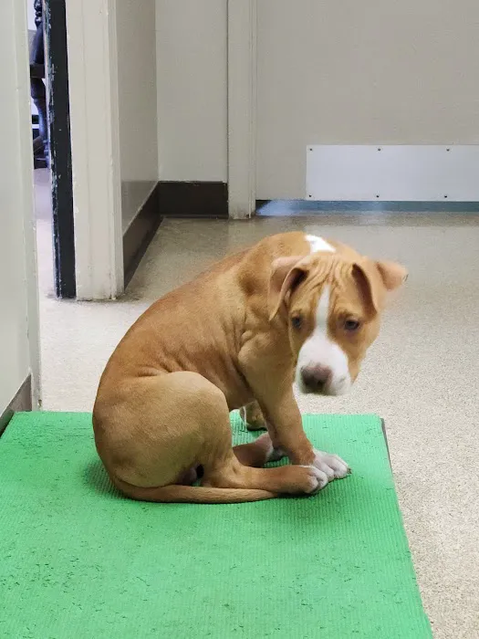 Indian River Veterinary Hospital 6