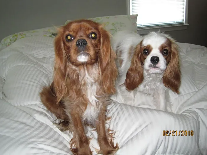 Indian River Veterinary Hospital 8