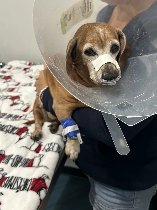 Veterinary Emergency & Specialty of Tidewater 4