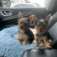 Pet Clinic at Woods Corner - Bruce Radomski DVM ico