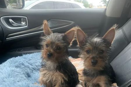 Pet Clinic at Woods Corner - Bruce Radomski DVM