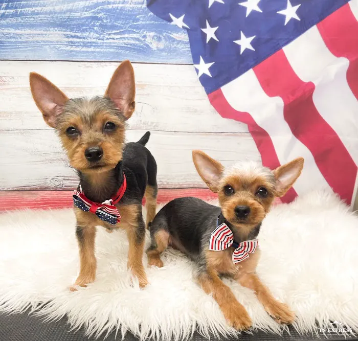 Pet Clinic at Woods Corner - Bruce Radomski DVM 8