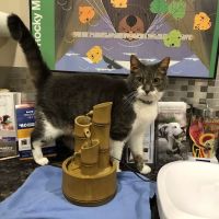 Veterinary Hospital of Virginia Beach ico
