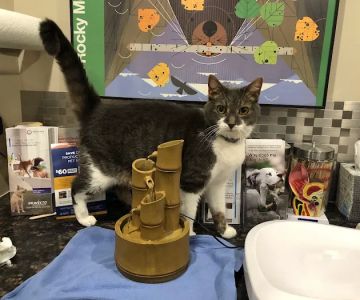 Veterinary Hospital of Virginia Beach
