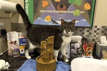 Veterinary Hospital of Virginia Beach