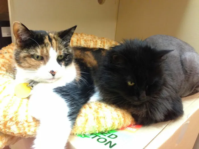 Veterinary Hospital of Virginia Beach 4