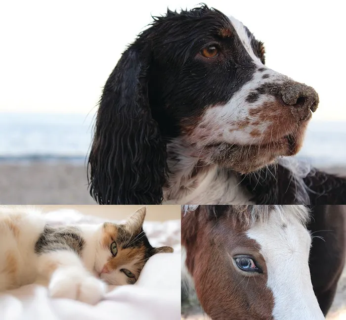 Animal Eye Care 12