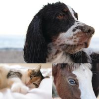 Animal Eye Care ico