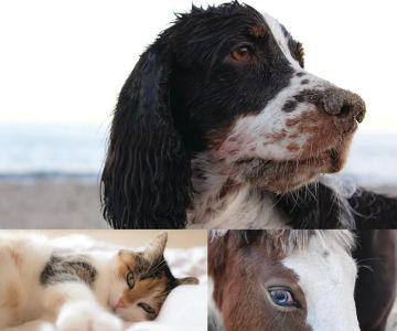 Animal Eye Care