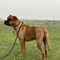 Acredale Animal Hospital ico