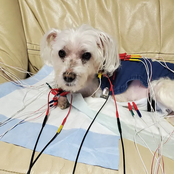 Center For Animal Healing 3