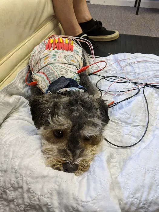 Center For Animal Healing 1