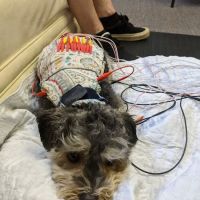 Center For Animal Healing ico