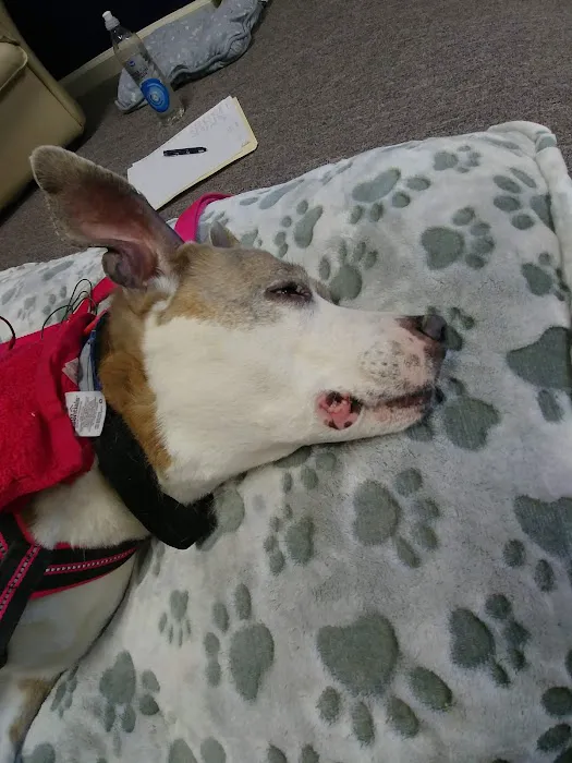Center For Animal Healing 10