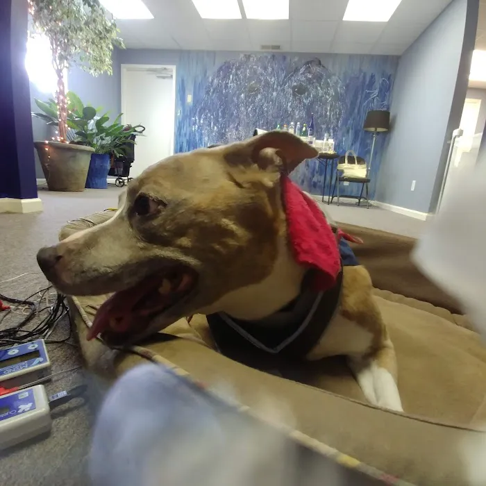 Center For Animal Healing 8