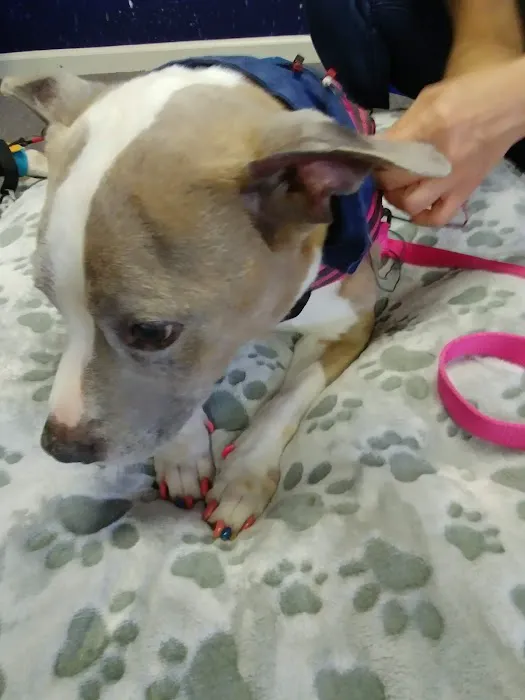 Center For Animal Healing 9