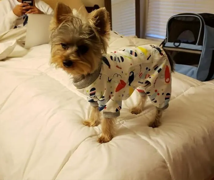 Southeast Veterinary Neurology 12