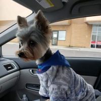 Southeast Veterinary Neurology ico