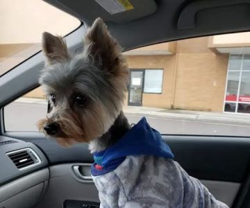 Southeast Veterinary Neurology