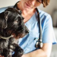 Ally Urgent Veterinary Care ico