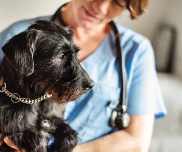 Ally Urgent Veterinary Care